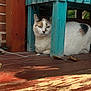 animal, brick_wall, calico_cat, cat, closeup, colorful, curious, feline, leaf, nature, outdoor, pet, porch, quiet, resting, shadow, sunlight, texture, wooden_chair, wooden_floor
