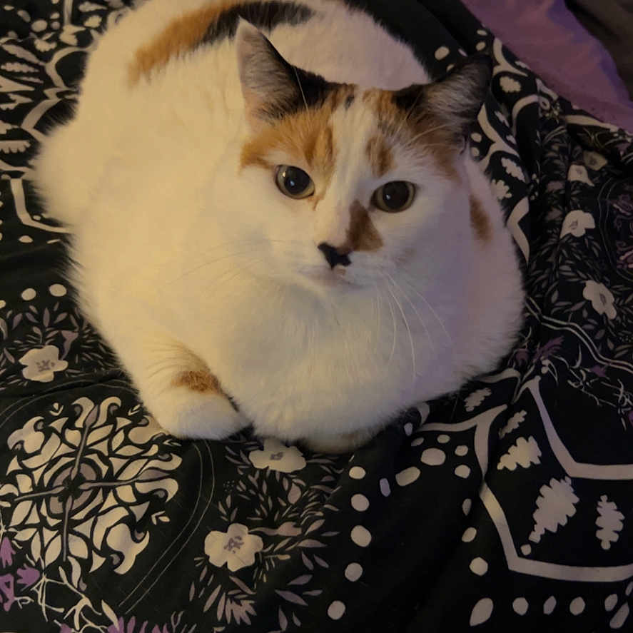 Buttercup is registered to the contest to win money with this photo: animal, bed, black, blanket, calico_cat, cat, cozy, cute, feline, fur, indoor, looking_at_camera, orange, pattern, pet, purple, relaxed, resting, whiskers, white