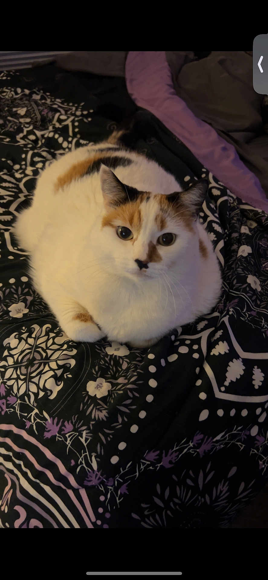 Buttercup is registered to the contest to win money with this photo: animal, bed, black, blanket, calico_cat, cat, cozy, cute, feline, fur, indoor, looking_at_camera, orange, pattern, pet, purple, relaxed, resting, whiskers, white