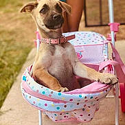 Sandi joined the competition — help win amazing prizes! animal, baby_stroller, child, colorful, cute, dog, fun, grass, hands, outdoor, pet, pink_collar, playing, polka_dot, puppy, sidewalk, stroller, summer, sunny, young_dog