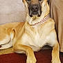 Sandi joined the competition — help win amazing prizes! animal, brown, canine, carpet, collar, couch, dog, ears, face, front_paws, fur, home, indoor, looking, pet, pillow, portrait, relaxed, studs, tan