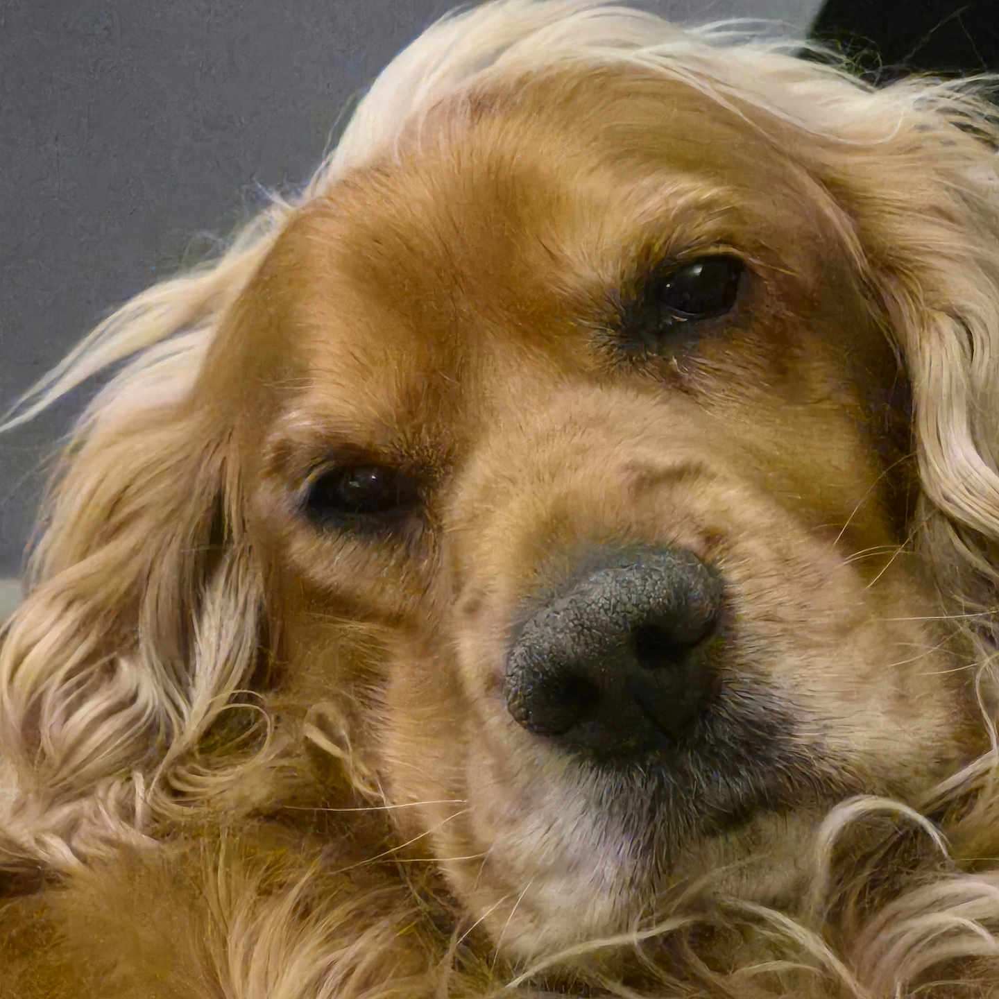 Neline participe au concours pour gagner de l'argent avec cette photo : dog, golden_retriever, close_up, pet, fur, animal, canine, portrait, relaxed, sleepy, face, whiskers, nose, ears, curly_fur, indoors, expression, muzzle, companion, friendly