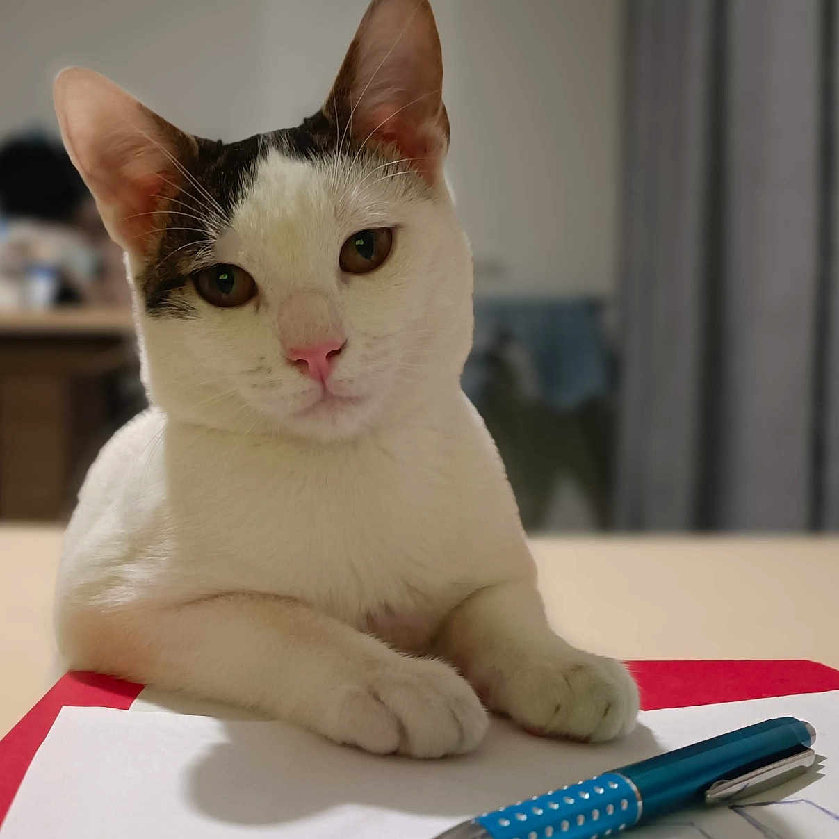 Roger a rejoint le concours — aidez-le/la à gagner de superbes lots ! animal, cat, computer, desk, document, electronics, face, furniture, head, kitten, laptop, pc, pen, pencil, person, pet, photography, portrait, table, text