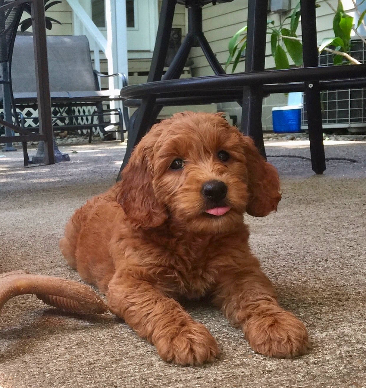 Phoebe joined the competition — help win amazing prizes! canidae, carnivore, chair, companion_dog, dog, dog_breed, fur, liver, plant, puppy, snout, sporting_group, working_animal