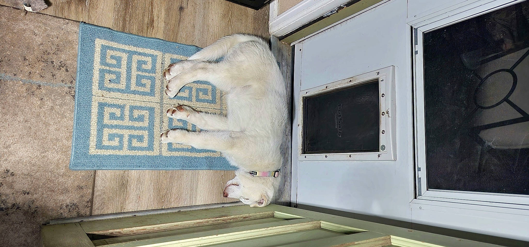 Zowye is registered to the contest to win money with this photo: art, building, door, facade, felidae, flooring, fur, hardwood, house, polar_bear, rectangle, room, sash_window, siding, small_to_medium_sized_cats, tail, wall, whiskers, window, wood