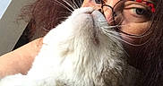 Ja-z a rejoint le concours — aidez-le/la à gagner de superbes lots ! affection, cat, closeup, comfort, cute, domestic, eyewear, face, feline, glasses, hair, hand, indoor, interaction, love, person, pet, portrait, snuggle, whiskers