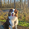 animal, bench, canine, daytime, dog, forest, fur, grass, happy, leash, nature, outdoor, park, pet, playful, smiling, sunlight, trees, tricolor, wood