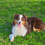 Koda a rejoint le concours — aidez-le/la à gagner de superbes lots ! animal, brown, canine, daytime, dog, field, friendly, fur, grass, happy, laying_down, nature, outdoor, pet, playful, relaxed, summer, sunlight, tongue_out, white