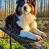 Koda a rejoint le concours — aidez-le/la à gagner de superbes lots ! animal, bench, brown, calm, canine, closeup, daytime, dog, forest, fur, greenery, leash, majestic, nature, outdoor, portrait, sunlight, trees, white, wood