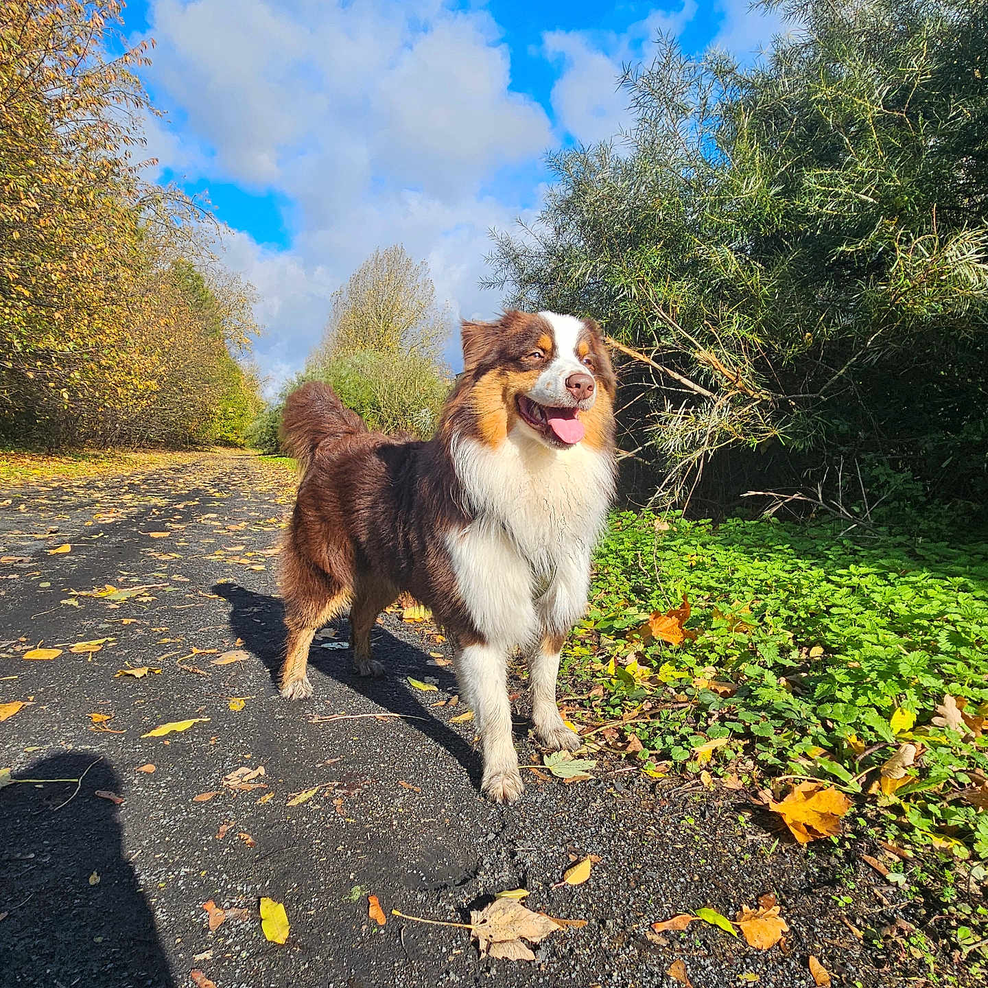 Koda a rejoint le concours — aidez-le/la à gagner de superbes lots ! animal, autumn, blue_sky, bushes, canine, clouds, daylight, dog, fluffy, greenery, happy, leaves, nature, outdoor, path, pet, sunlight, tongue_out, trees, walking_path