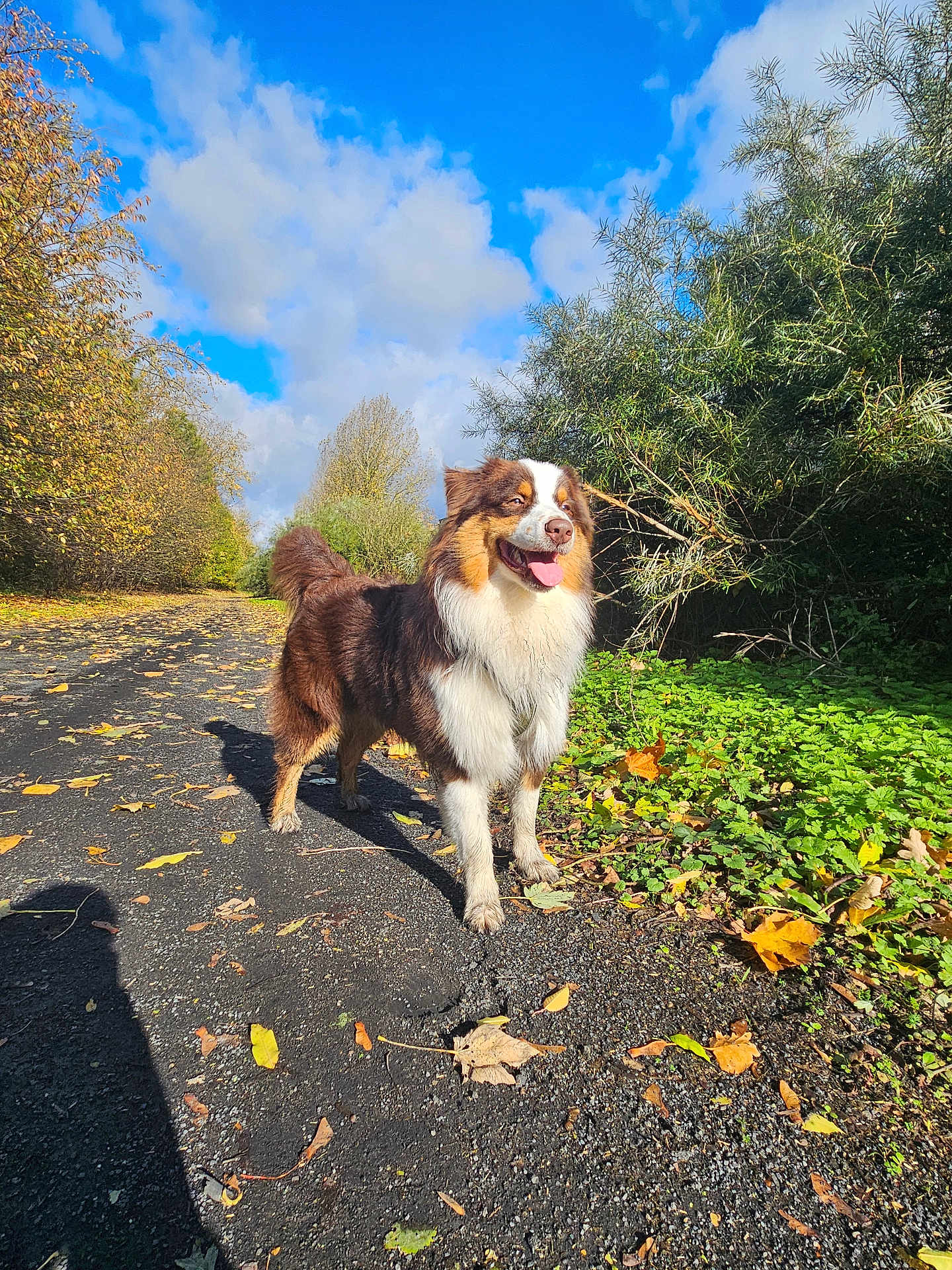 Koda a rejoint le concours — aidez-le/la à gagner de superbes lots ! dog, outdoor, path, autumn, leaves, greenery, blue_sky, clouds, sunlight, nature, happy, fluffy, canine, walking_path, trees, bushes, tongue_out, daylight, pet, animal