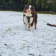 Koda participe au concours pour gagner de l'argent avec cette photo : dog, snow, grass, outdoor, winter, harness, tree, nature, pet, canine, fur, animal, standing, playful, leaf, park, cold, daylight, brown, white
