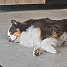Koda participe au concours pour gagner de l'argent avec cette photo : animal, black_fur, brown_fur, canine, companion, dog, domestic, fur, home, indoor, paw, peaceful, pet, quiet, relaxed, resting, sleeping, tile_floor, white_fur, wooden_cabinet