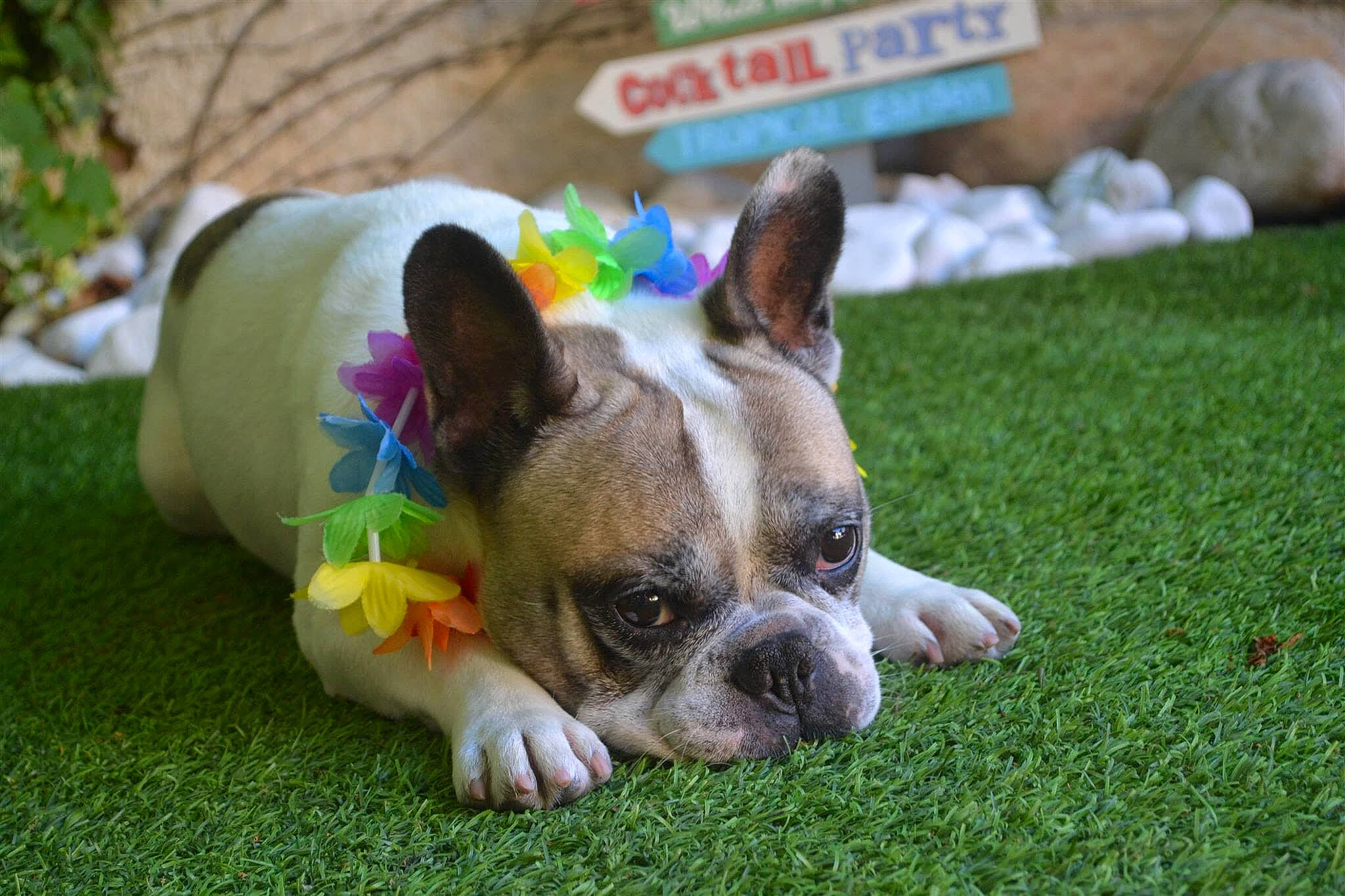 Bouddha a rejoint le concours — aidez-le/la à gagner de superbes lots !