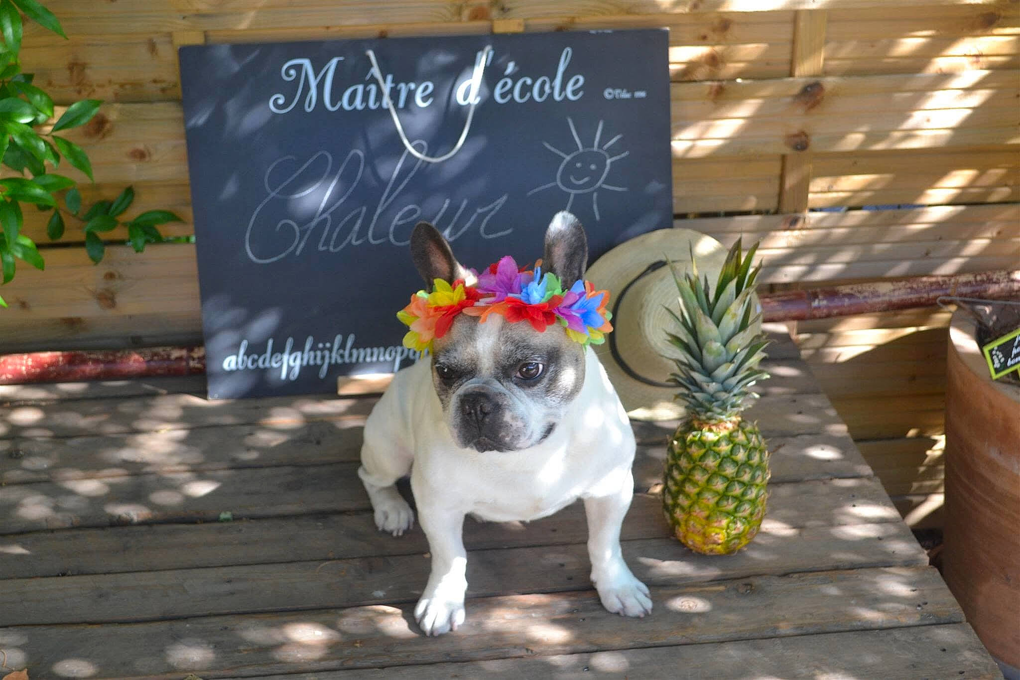 Boudha participe au concours pour gagner de l'argent avec cette photo :