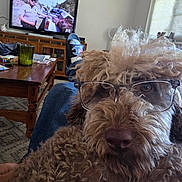 Moose Penamante joined the competition — help win amazing prizes! dog, glasses, curly_fur, living_room, television, furniture, table, glass_cup, footwear, rug, window, curtains, person, casual, relaxing, indoors, brown, cozy, pet, home