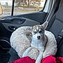 dog, puppy, husky, blue_eyes, car_interior, passenger_seat, fluffy_bed, blanket, red_jacket, window, trees, water, bridge, seatbelt, cozy, travel, portrait, animal_face, cute, pet