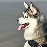 Nala a rejoint le concours — aidez-le/la à gagner de superbes lots ! husky, dog, canine, blue_eyes, tongue_out, fur, portrait, side_profile, close_up, harness, outdoors, beach, sand, pet, animal, muzzle, ears, nose, leash, happy