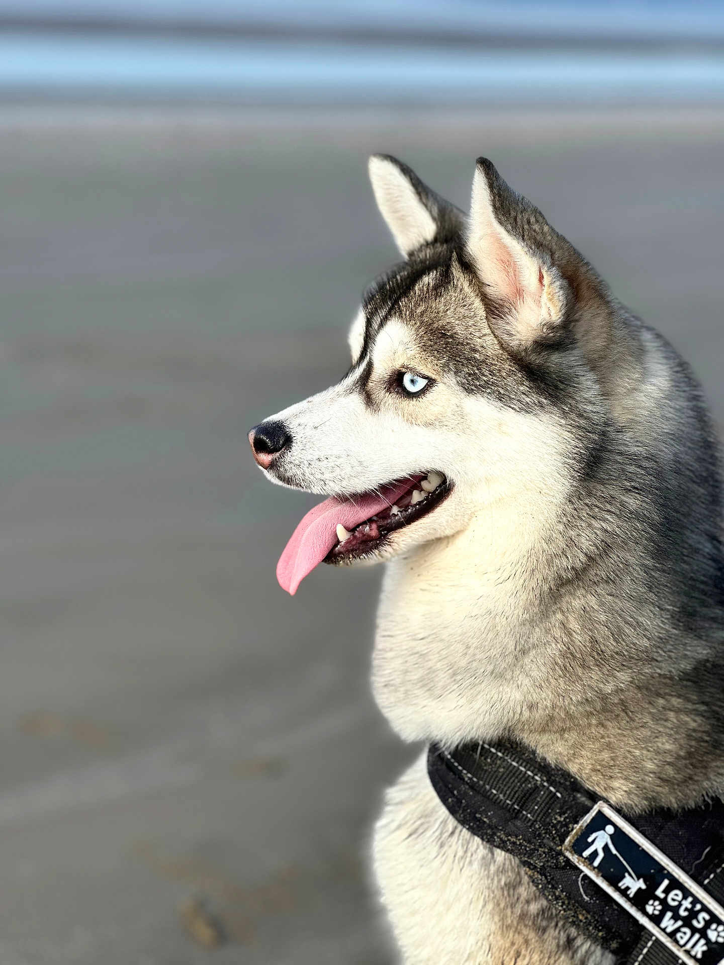Nala a rejoint le concours — aidez-le/la à gagner de superbes lots ! husky, dog, canine, blue_eyes, tongue_out, fur, portrait, side_profile, close_up, harness, outdoors, beach, sand, pet, animal, muzzle, ears, nose, leash, happy