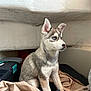 Nala participe au concours pour gagner de l'argent avec cette photo : dog, puppy, husky, blue_eyes, sitting, indoor, blanket, toolbox, white_wall, ears, profile, portrait, fur, curious, gaze, nose, paws, cozy, shelf, small_space