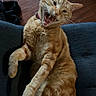 animal, cat, claws, cushion, cute, domestic_animal, feline, floor, fur, indoor, mammal, mouth_open, orange_tabby, paws, pet, relaxed, resting, whiskers, wood_floor, yawning
