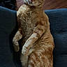 animal, blue_couch, cat, companion, couch, curious, cute, domestic_animal, feline, fur, ginger_cat, home, indoor, paws, pet, relaxed, resting, tail, whiskers, wooden_floor