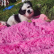 Bernard joined the competition — help win amazing prizes! puppy, dog, black_and_white, furry, pink_blanket, outdoor, grass, sunlight, pet, cute, lying_down, backyard, animal, small_dog, relaxing, fluffy, young_dog, summer, nature, domestic_animal