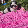 puppy, dog, black_and_white, furry, pink_blanket, outdoor, grass, sunlight, pet, cute, lying_down, backyard, animal, small_dog, relaxing, fluffy, young_dog, summer, nature, domestic_animal