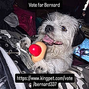 Bernard is registered to the contest to win money with this photo: animal, blanket, campaign, closeup, contest, cushion, cute, dog, fur, indoor, mouth, nose, paw, pet, playful, teeth, text_overlay, toy, voting, whiskers