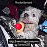 animal, blanket, campaign, closeup, contest, cushion, cute, dog, fur, indoor, mouth, nose, paw, pet, playful, teeth, text_overlay, toy, voting, whiskers
