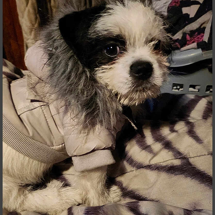 Bernard is registered to the contest to win money with this photo: animal, app_screenshot, blanket, closeup, clothing, cozy, curious, cute, dog, domestic, fur, furry, indoor, jacket, patterned, pet, portrait, resting, small_dog, social_media