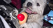 Bernard is registered to the contest to win money with this photo: animal, black_ear, chain, closeup, cute, dog, fabric, fur, happy, indoor, mouth, nose, pattern, paw, pet, playful, teeth, toy, white_fur, zipper