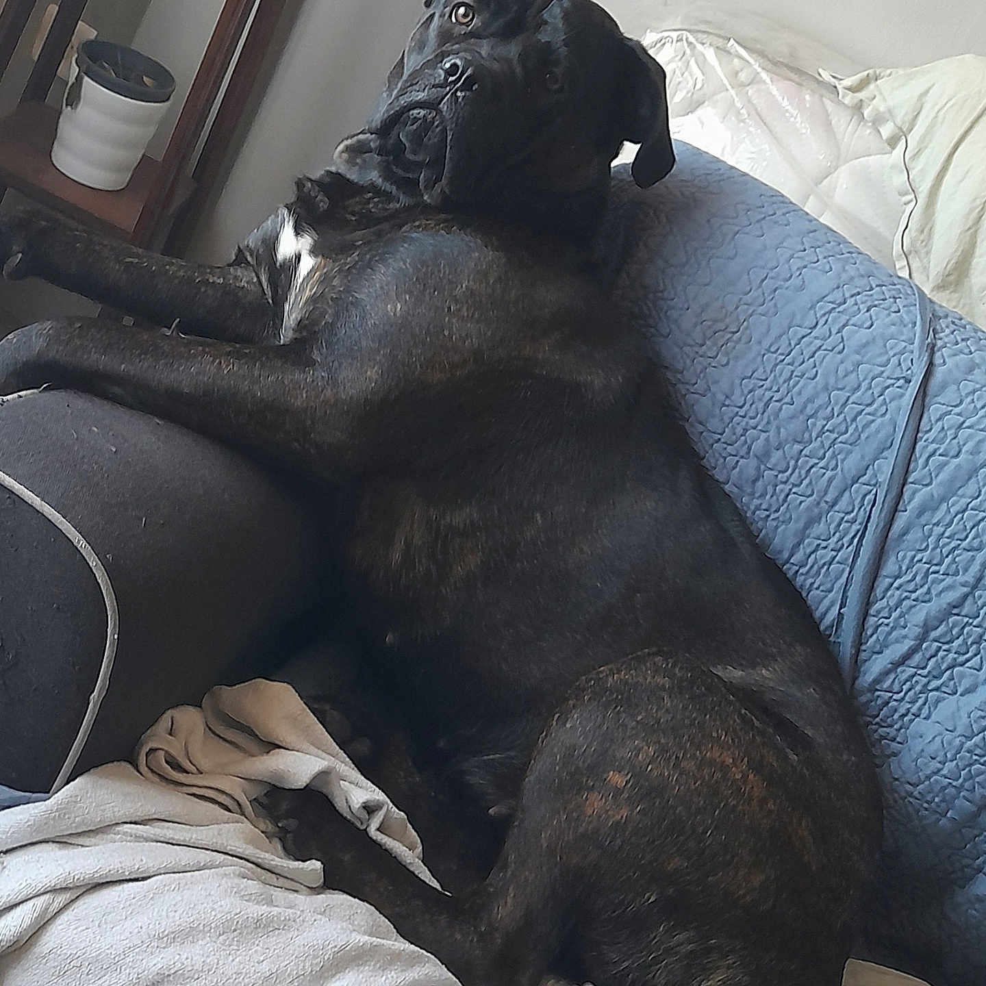 Ruby a rejoint le concours — aidez-le/la à gagner de superbes lots ! animal, blanket, brindle, canine, companion, couch, cozy, curious, dog, domestic, furniture, home, indoor, large_dog, living_room, looking_back, pet, pillow, relaxed, resting