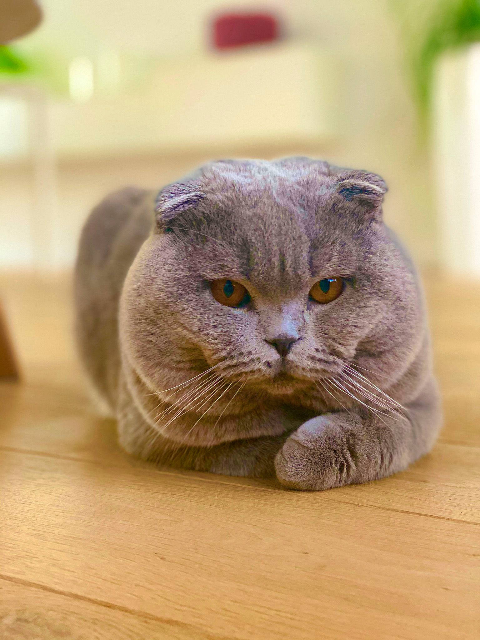 Pacha a rejoint le concours — aidez-le/la à gagner de superbes lots ! carnivore, cat, comfort, domestic_short_haired_cat, fawn, felidae, flooring, fur, grey, hardwood, russian_blue, scottish_fold, sitting, small_to_medium_sized_cats, snout, terrestrial_animal, whiskers, wood