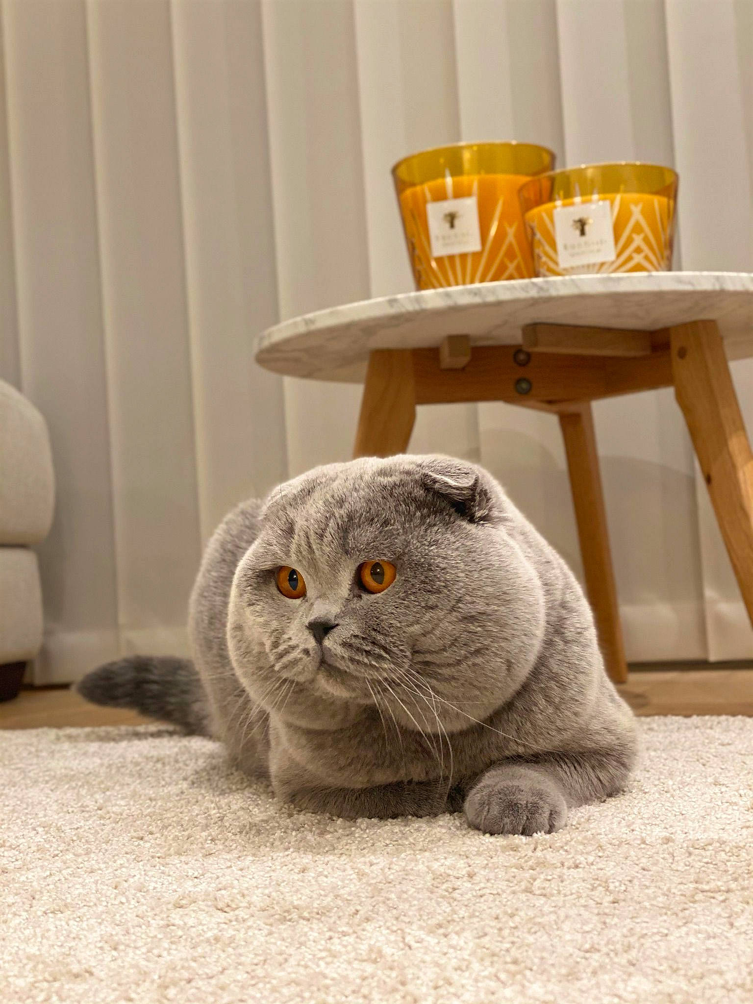 Pacha a rejoint le concours — aidez-le/la à gagner de superbes lots ! art, carnivore, cat, comfort, domestic_short_haired_cat, fawn, felidae, flooring, fur, grey, serveware, small_to_medium_sized_cats, snout, stuffed_toy, table, tableware, tail, whiskers, wood, wool