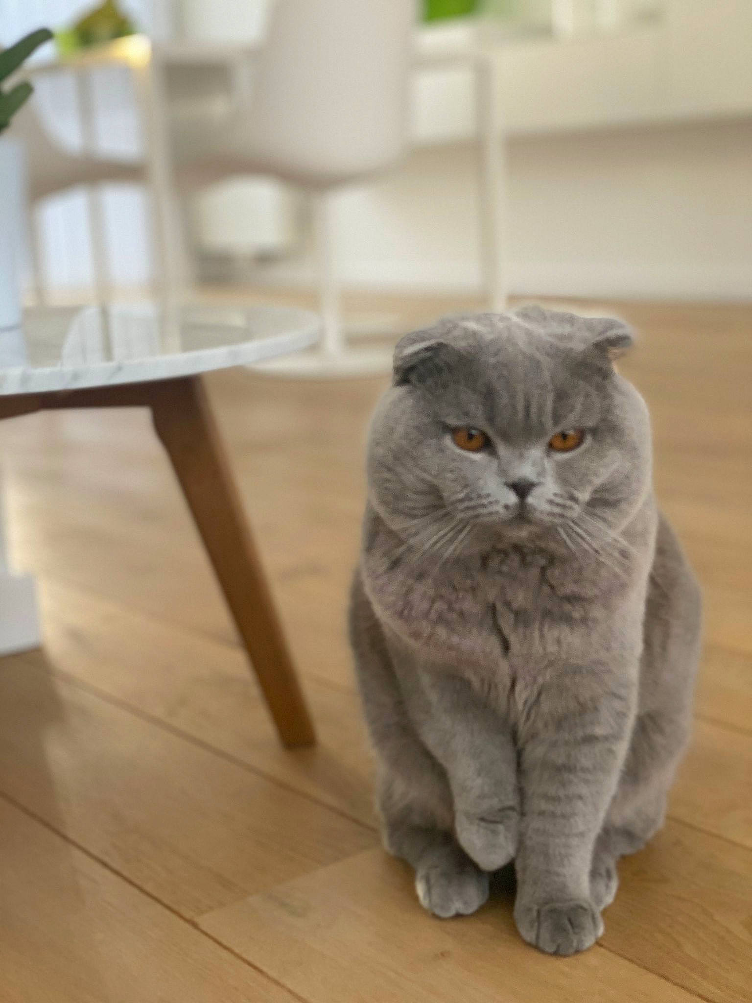 Pacha participe au concours pour gagner de l'argent avec cette photo : carnivore, cat, domestic_short_haired_cat, fawn, felidae, floor, flooring, fur, grey, hardwood, plank, sitting, small_to_medium_sized_cats, snout, tail, whiskers, window, wood, wood_flooring, wood_stain