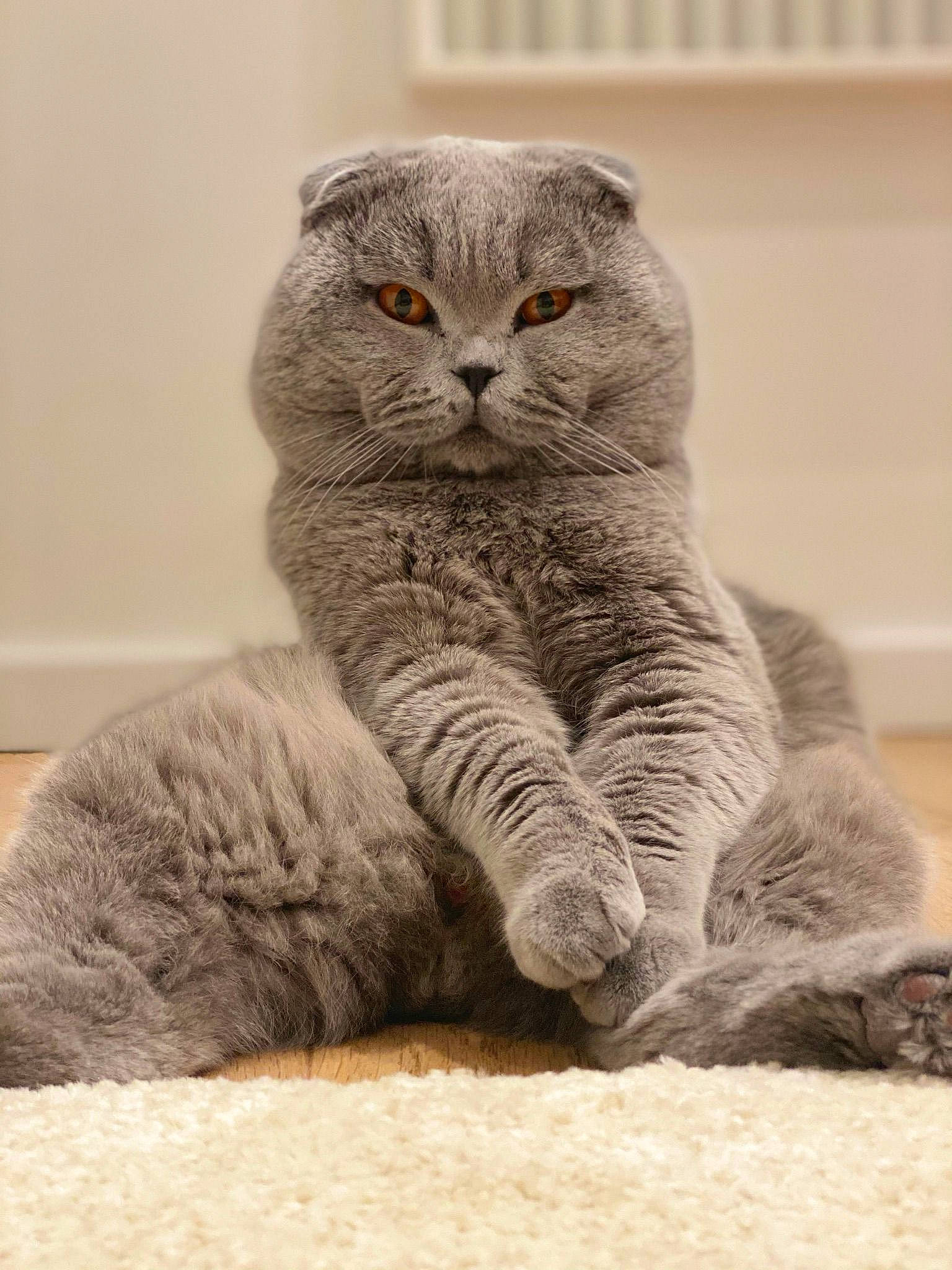 Pacha participe au concours pour gagner de l'argent avec cette photo : carnivore, cat, claw, comfort, domestic_short_haired_cat, eye, fawn, felidae, fur, grey, paw, scottish_fold, sitting, small_to_medium_sized_cats, snout, tail, terrestrial_animal, whiskers, wildlife, window