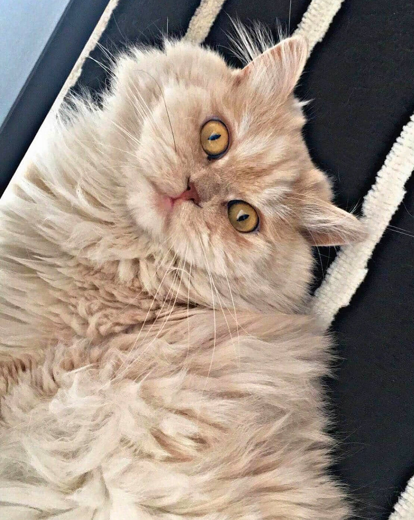 Lilou a rejoint le concours — aidez-le/la à gagner de superbes lots ! british_longhair, carnivore, cat, claw, comfort, ear, fawn, felidae, fur, iris, paw, selkirk_rex, small_to_medium_sized_cats, snout, terrestrial_animal, whiskers