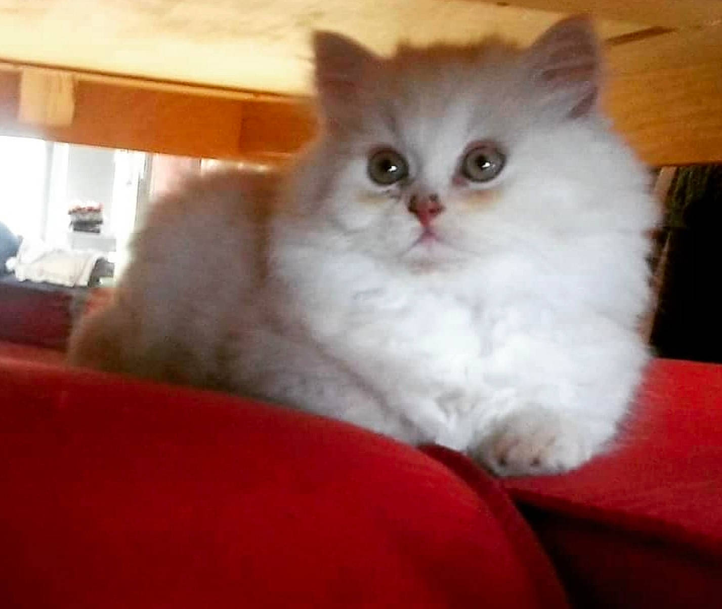 Lilou participe au concours pour gagner de l'argent avec cette photo : carnivore, cat, comfort, fawn, felidae, fur, paw, small_to_medium_sized_cats, snout, tail, whiskers