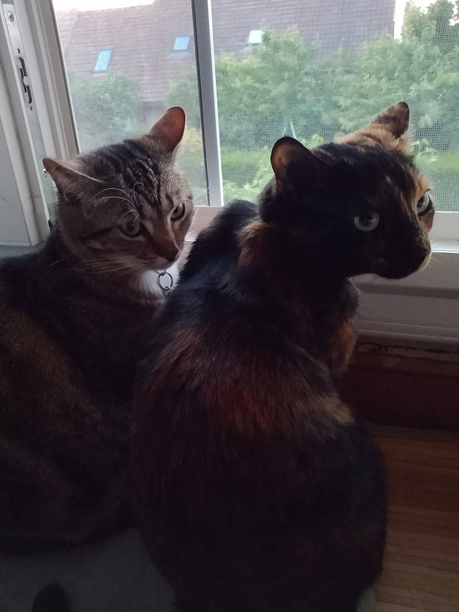 Biscotte a rejoint le concours — aidez-le/la à gagner de superbes lots ! carnivore, cat, claw, comfort, domestic_short_haired_cat, door, felidae, fur, hardwood, metal, paw, sky, small_to_medium_sized_cats, snout, tail, terrestrial_animal, tree, whiskers, window, wood