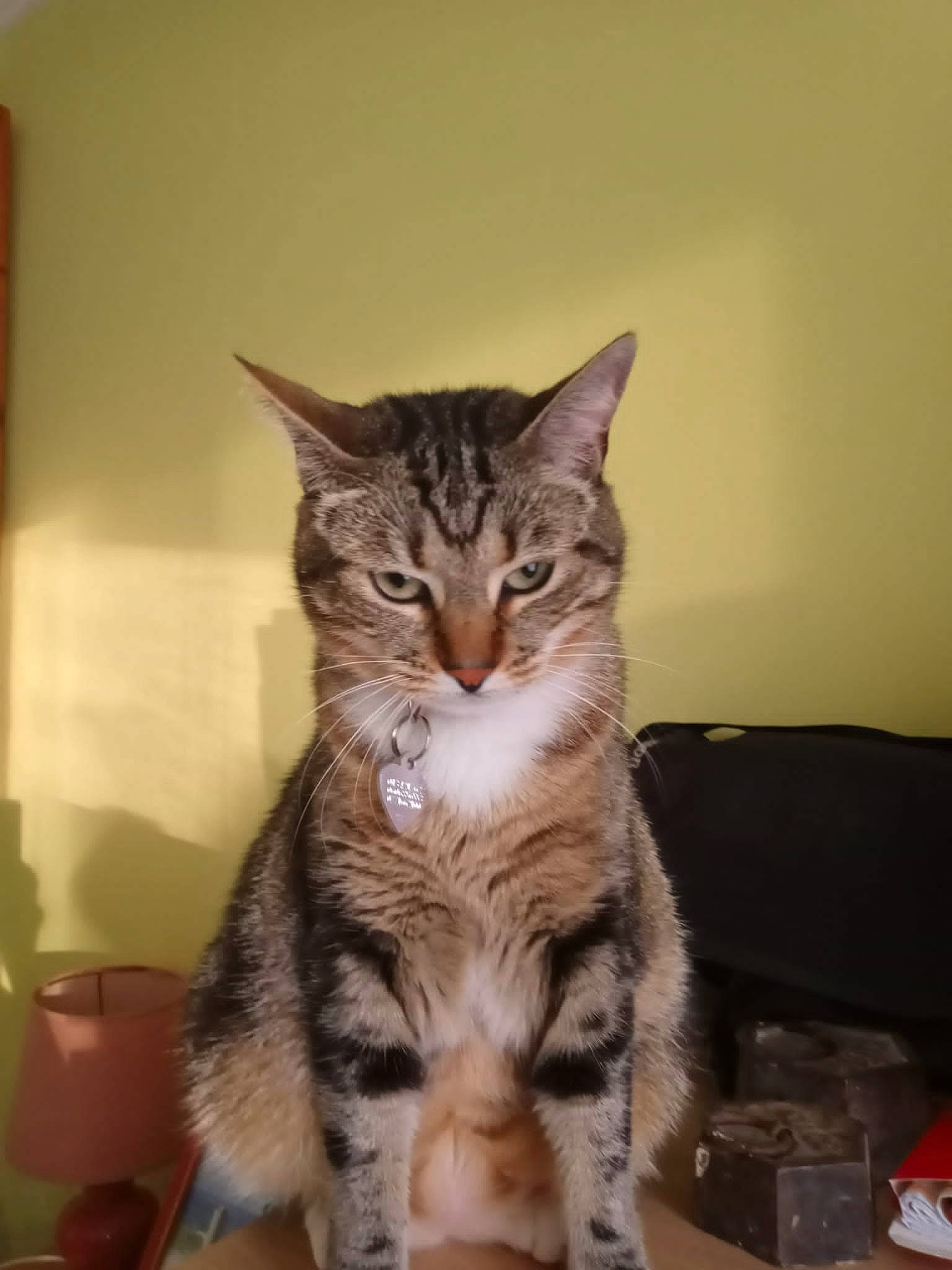 Biscotte participe au concours pour gagner de l'argent avec cette photo : box, carnivore, cat, claw, comfort, domestic_short_haired_cat, felidae, fur, iris, paw, small_to_medium_sized_cats, snout, tail, whiskers