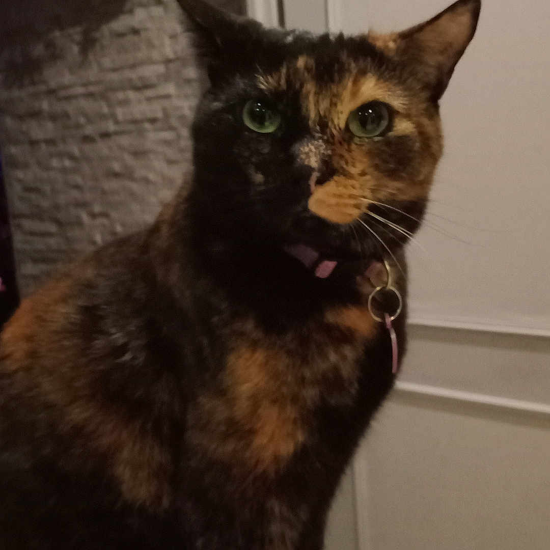 Noisette a rejoint le concours — aidez-le/la à gagner de superbes lots ! abyssinian, animal, blackcat, bodypart, brasssection, cat, den, hardwood, horn, indoors, kitten, manx, mouth, musicalinstrument, person, pet, plywood, shelf, siamese, wood