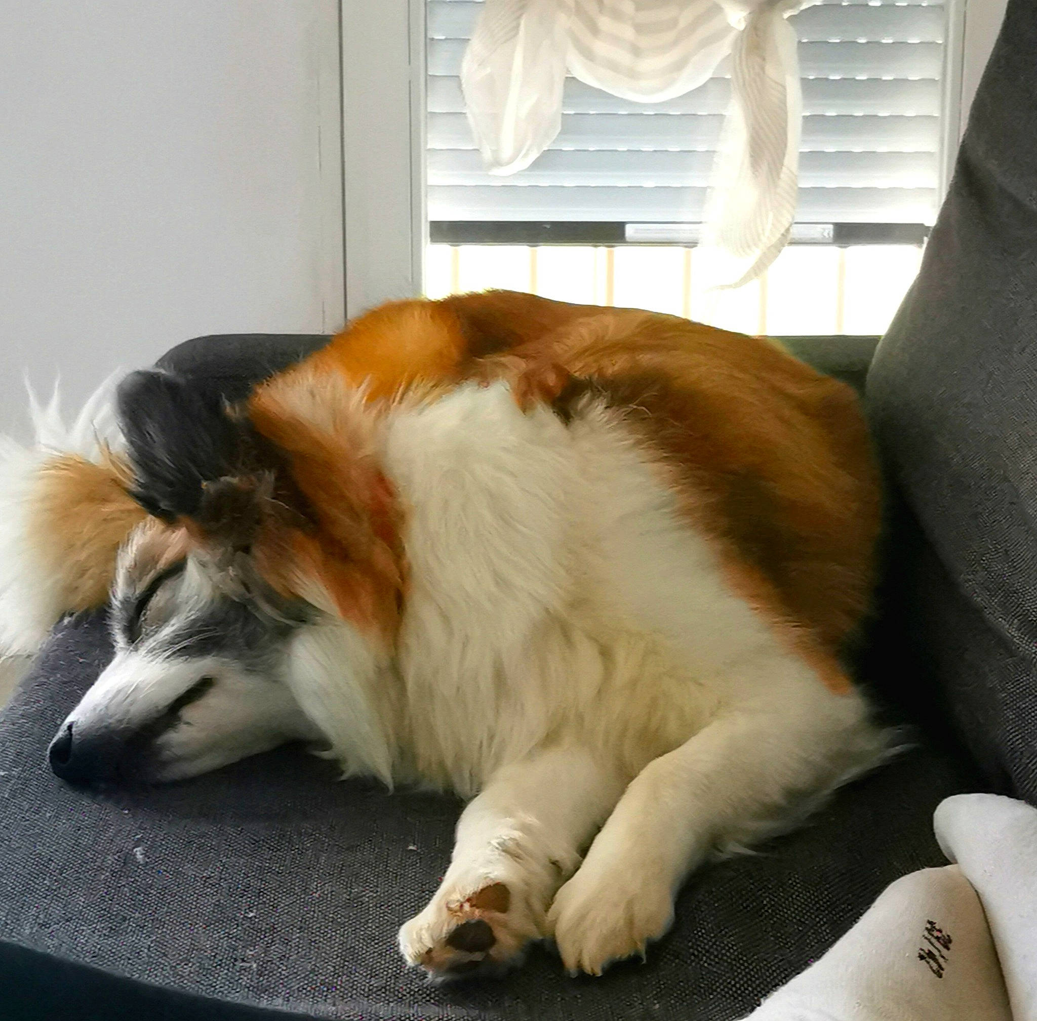 Navy a rejoint le concours — aidez-le/la à gagner de superbes lots ! carnivore, collar, comfort, companion_dog, curtain, dog, dog_breed, fawn, felidae, fur, herding_dog, rough_collie, scotch_collie, small_to_medium_sized_cats, snout, sporting_group, tail, whiskers, window, window_blind