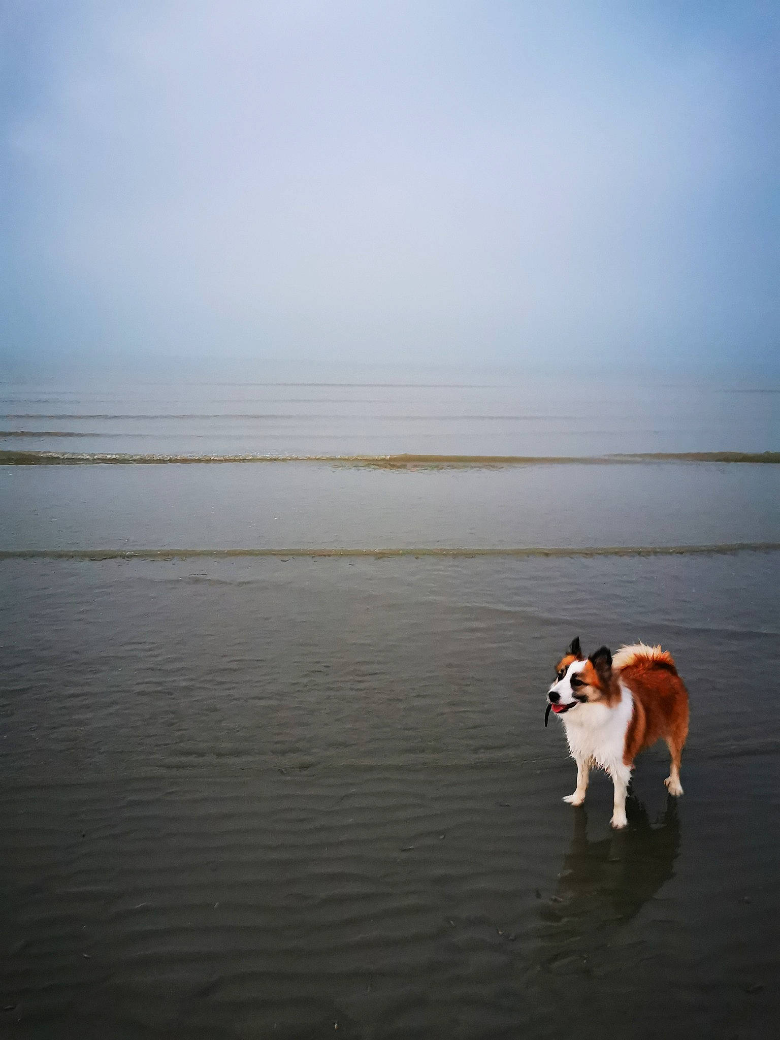 Navy participe au concours pour gagner de l'argent avec cette photo : beach, calm, carnivore, cloud, coast, companion_dog, dog, dog_breed, evening, fawn, horizon, lake, landscape, reflection, seabird, shore, sky, tail, water, wood