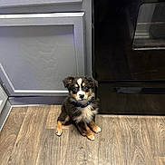 Pax is registered to the contest to win money with this photo: puppy, dog, indoor, floor, wooden_floor, kitchen, cabinet, oven, tricolor, sitting, pet, curious, young_dog, collar, fur, cute, animal, domestic, small, companionship
