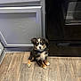 puppy, dog, indoor, floor, wooden_floor, kitchen, cabinet, oven, tricolor, sitting, pet, curious, young_dog, collar, fur, cute, animal, domestic, small, companionship