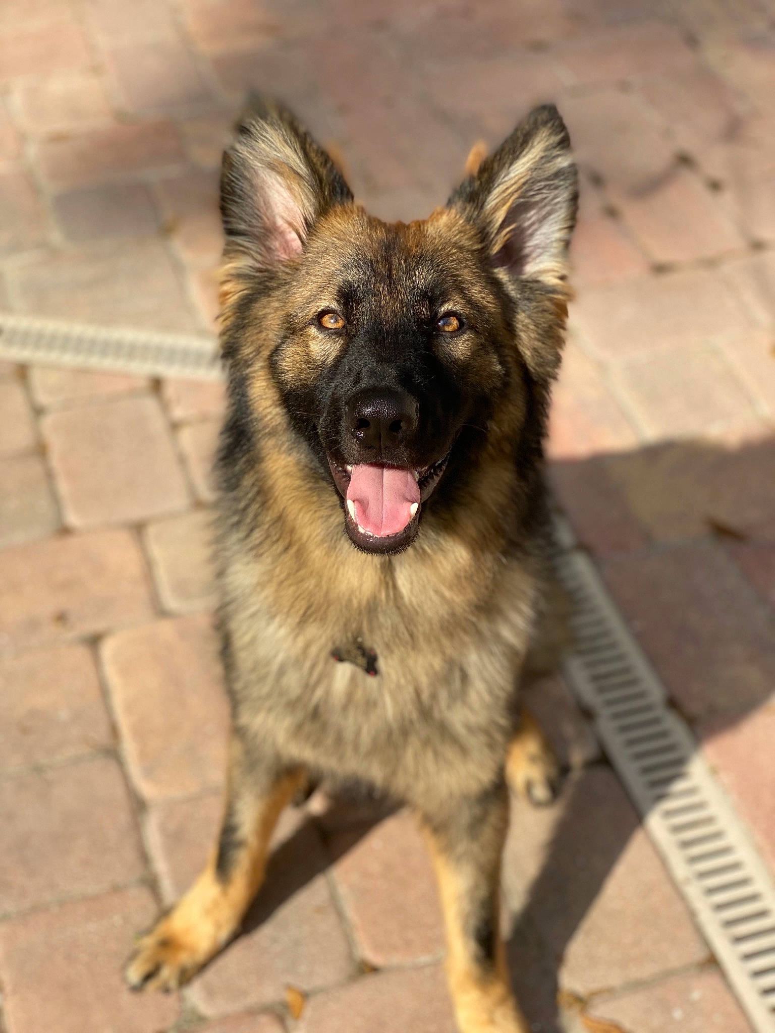 Groot is registered to the contest to win money with this photo: belgian_shepherd, belgian_shepherd_malinois, bohemian_shepherd, canidae, carnivore, dog, dog_breed, east_european_shepherd, fawn, german_shepherd_dog, king_shepherd, kunming_wolfdog, mammal, native_american_indian_dog, old_german_shepherd_dog, rare_breed_dog, shiloh_shepherd_dog, snout, tervuren, vertebrate