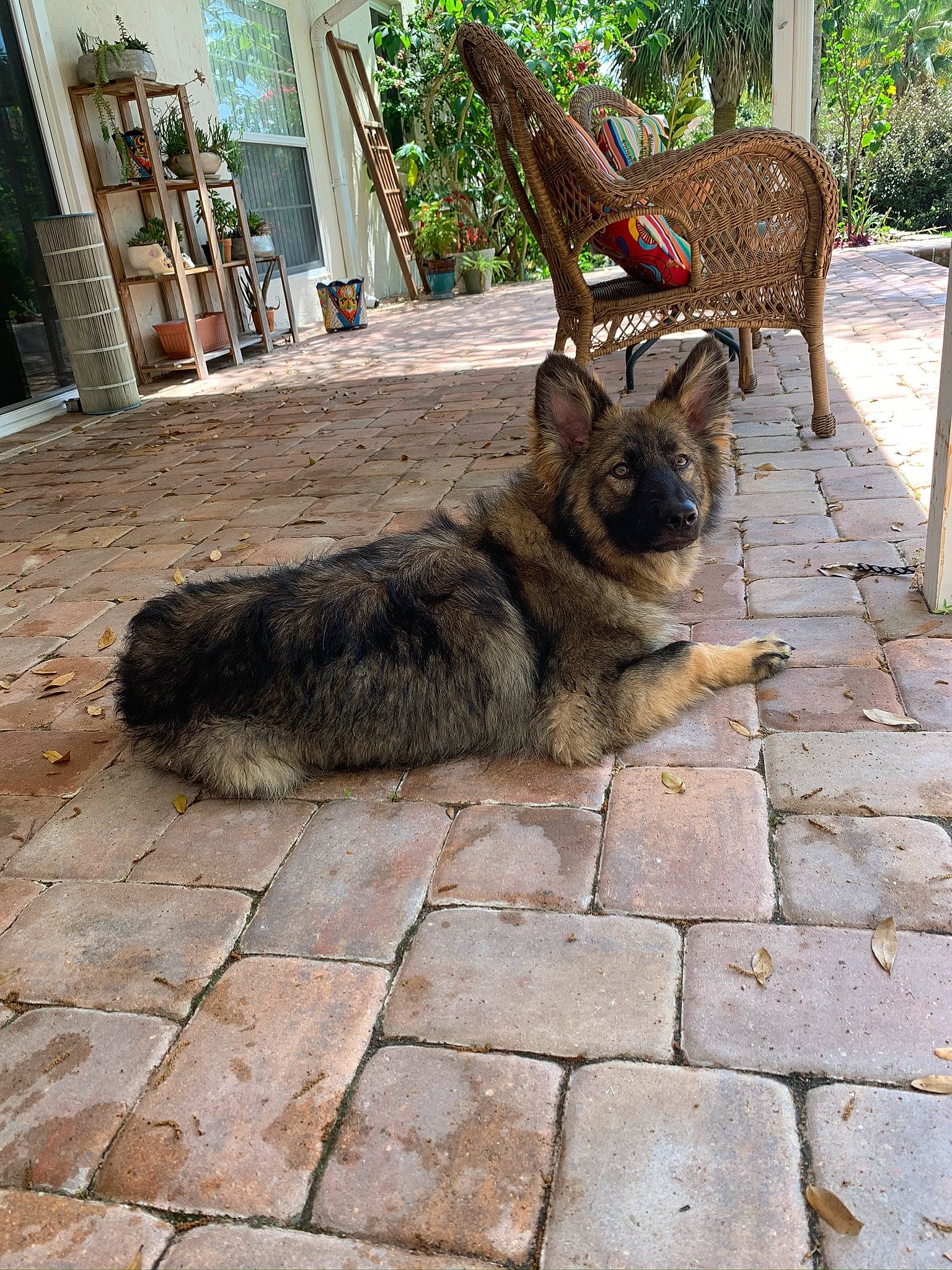 Groot joined the competition — help win amazing prizes! berger_picard, canidae, carnivore, czechoslovakian_wolfdog, dog, dog_breed, east_european_shepherd, fawn, german_shepherd_dog, kunming_wolfdog, mammal, norwegian_elkhound, old_german_shepherd_dog, shiloh_shepherd_dog, swedish_vallhund, tail, vertebrate, wolfdog, working_dog