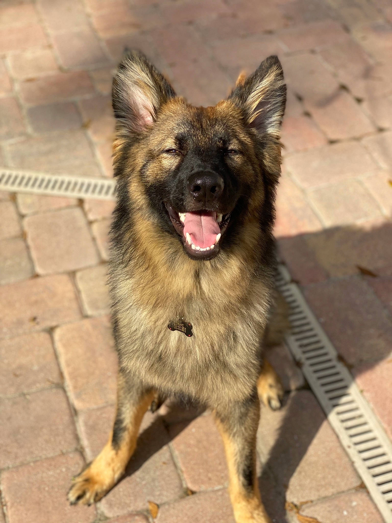 Groot joined the competition — help win amazing prizes! belgian_shepherd, bohemian_shepherd, canidae, carnivore, dog, dog_breed, fawn, german_shepherd_dog, king_shepherd, kunming_wolfdog, mammal, native_american_indian_dog, old_german_shepherd_dog, rare_breed_dog, shiloh_shepherd_dog, snout, tervuren, vertebrate, working_dog