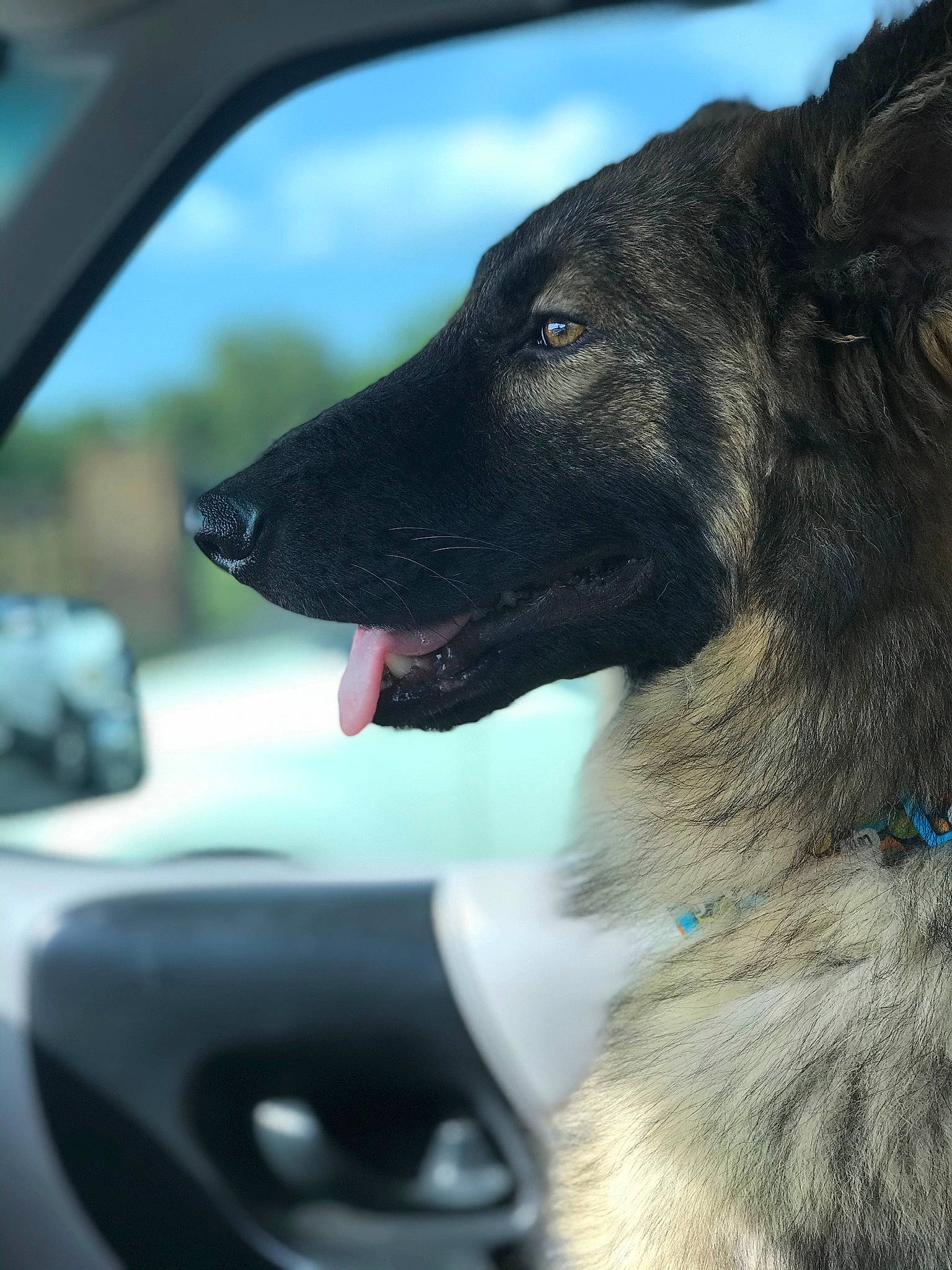 Groot is registered to the contest to win money with this photo: belgian_shepherd, belgian_shepherd_malinois, black_norwegian_elkhound, canidae, carnivore, dog, dog_breed, dutch_shepherd_dog, fawn, mammal, norwegian_elkhound, police_dog, rare_breed_dog, shiloh_shepherd_dog, snout, sporting_group, vertebrate, working_dog